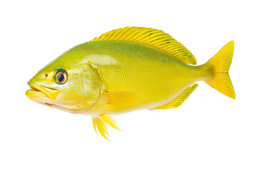Yellow fish with a black eye and a white belly, isolated