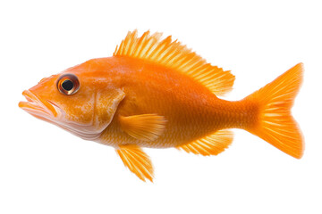 Large orange fish with a black eye and a white belly, isolated