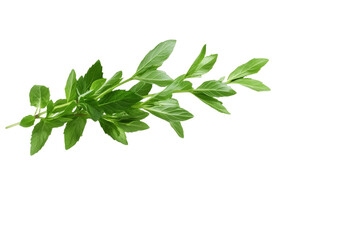 Green leafy plant with a stem, isolated