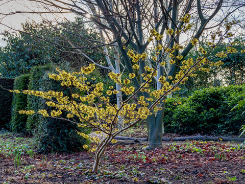 Witch hazel shrub flowering in a garden