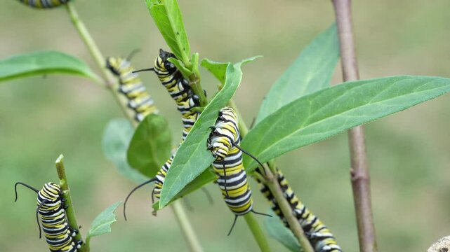  Monarch Butterfly Caterpillars Eating Milkweed 