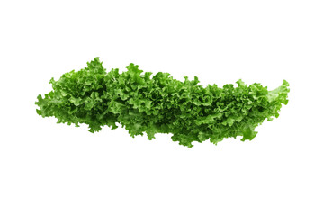 Obraz premium Long green leafy vegetable, isolated
