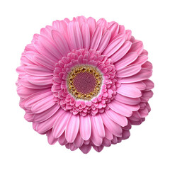 Pink gerbera daisy showcasing vibrant petals and intricate center under natural light in a soft, inviting setting