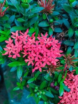Red Ixora chinensis (Chinese Ixora, Ishwara, West Indian Jasmine, Jejarum, Viruchi, Jungle Flame, Jungle Geranium) in Sabah Agriculture Park, Tenom, Malaysia (Borneo)