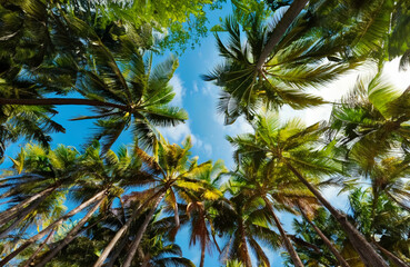 Obraz premium Up Palm Trees