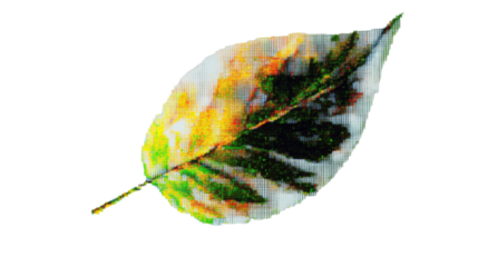 Colorful glitched leaf showing pixel sorting effect on transparent background