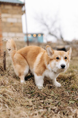 An Adorable Cute Corgi Joyfully Playing in the Soft Grass on a Beautiful Winter Day
