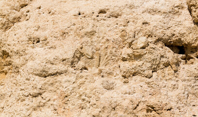 Fossil corals of the Red Sea. Ancient creatures, turned into stone. Reef corals.