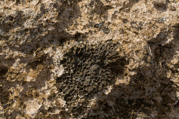 Fossil corals of the Red Sea. Ancient creatures, turned into stone. Reef corals.