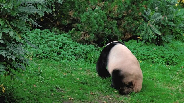 Cute panda walks in green thickets 4K. Giant panda, Panda bear, Ailuropoda melanoleuca. National animal of China. National symbols of China. Symbol of WWF. Visit to zoo. Vulnerable species of animals
