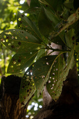 Obraz premium green leaves of tree avocado leaves with holes eaten by pests
