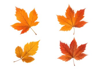 Fototapeta premium Set of 4 colorful autumn leaves in different shapes and shades of orange, red, and yellow. Creates a warm and cozy seasonal vibe.