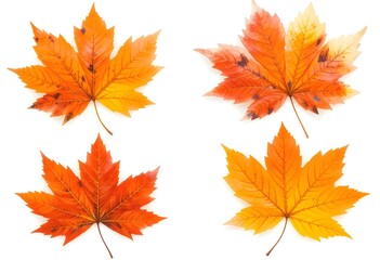 Fototapeta premium Set of 4 colorful autumn leaves in different shapes and shades of orange, red, and yellow. Creates a warm and cozy seasonal vibe.