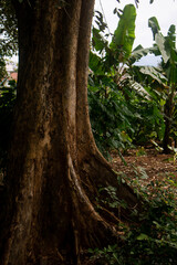 Obraz premium tree in the forest