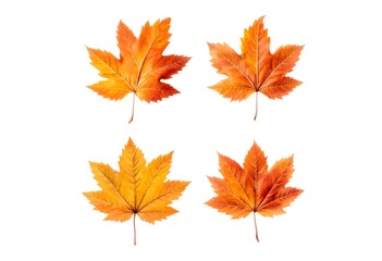 Fototapeta premium Set of 4 colorful autumn leaves in different shapes and shades of orange, red, and yellow. Creates a warm and cozy seasonal vibe.