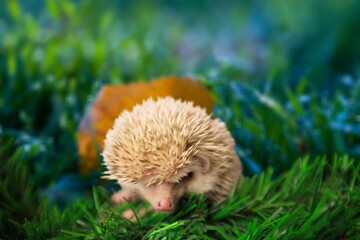 hedgehog pet at green grass on nature background