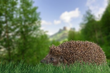 hedgehog pet at green grass on nature background