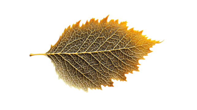 Golden leaf showing veins structure on transparent background