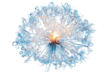 Delicate dandelion seed head illuminated by soft light with droplets of water shimmering