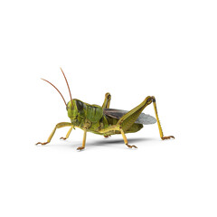 Green grasshopper insect