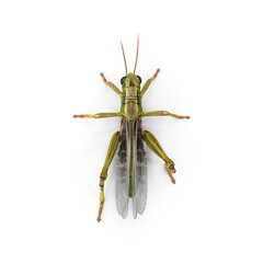 Green grasshopper insect