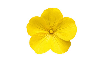 Yellow flower with a white background, isolated