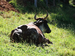 O Nguni é uma raça de gado indígena da África Austral. Um híbrido de diferentes raças de gado...