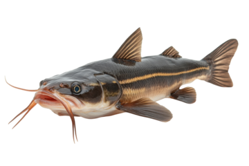 Catfish swimming in water with prominent whiskers and smooth body showing unique patterns