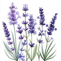 Naklejka premium lavender, dense arrangement, high resolution on white background, Watercolor botanical whimsical illustration art style