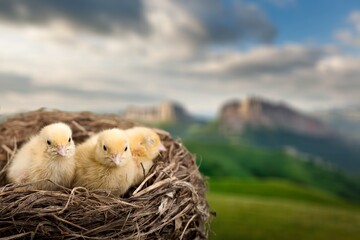 Cute small yellow chickens in nest