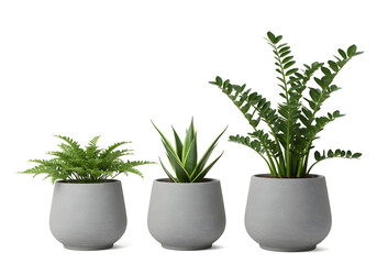 Obraz premium interior plants pot furniture isolated on white background. PNG