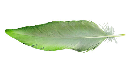 Obraz premium Beautiful green feather isolated on transparent background