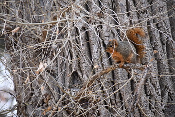 Squirrel perched on tree limb.