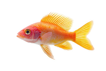 Obraz premium Vibrant orange fish swimming gracefully in clear water showcasing its colorful fins and scales
