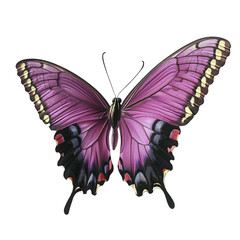 Colorful flying butterfly transparent background