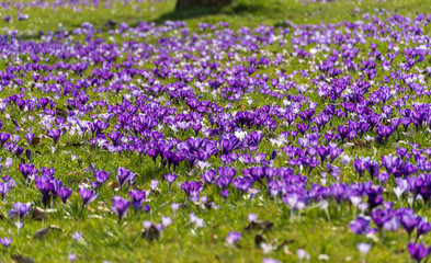 Blaues Band Düsseldorf