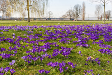 Blaues Band Düsseldorf