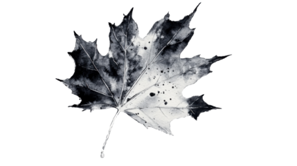 Watercolor painting of a black and white maple leaf on transparent background