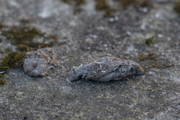 Owl droppings on concrete outside.
