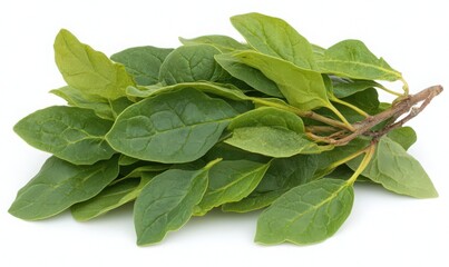 Fresh Green Leaves Bundle on White Background