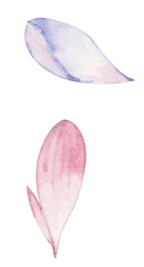 pink rose petals on white background