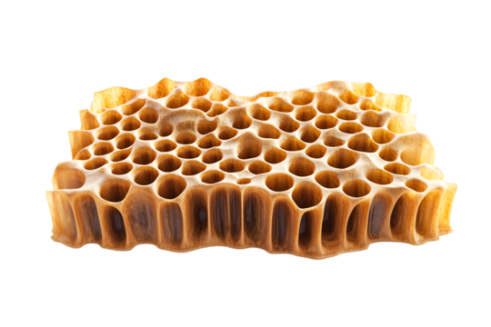 honeycomb with honey