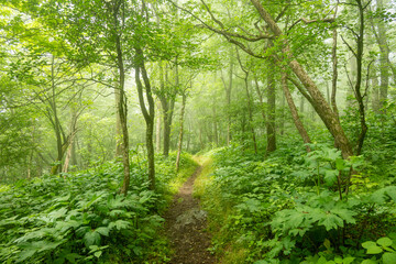 Lush Green Forest in Fog Along Appalachian Trail