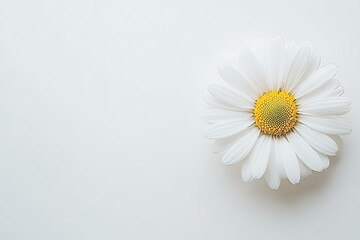 Obraz premium Classic white daisy with a yellow center, crisp and fresh over a solid white background.