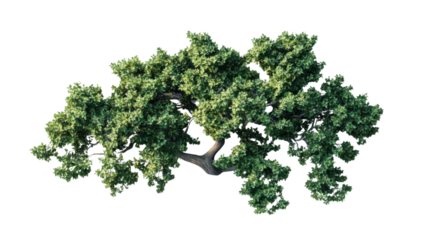 Top view of a lush green tree with transparent background