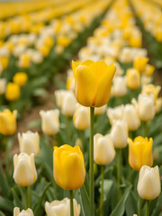 Obraz premium Yellow tulip hed over white tulips field background