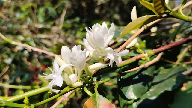 Coffee flower. Blooming coffee tree. White flowers. In the farm, coffee trees bloom with white flowers. farmer's garden close up of coffee flower under sunlight