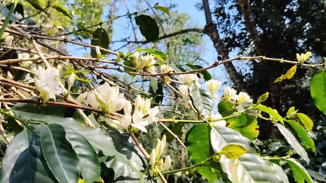Coffee flower. Blooming coffee tree. White flowers. In the farm, coffee trees bloom with white flowers. farmer's garden close up of coffee flower under sunlight