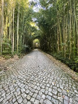path in the forest