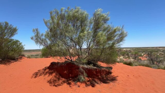 Bush Tree in Northern Territory Australia